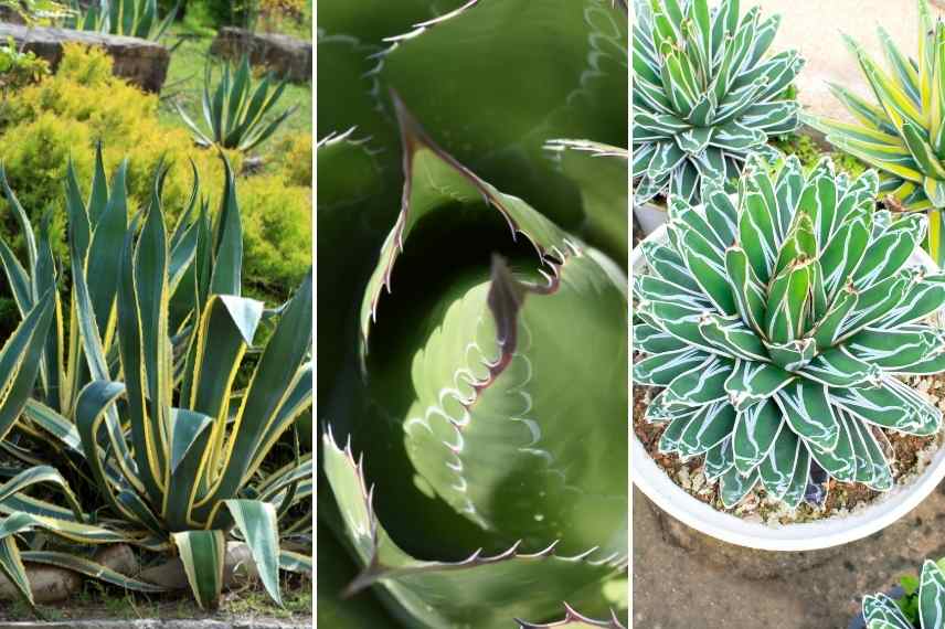 Agave choix, comment choisir Agave, quelle agave choisir, meilleure agave, plus belle agave