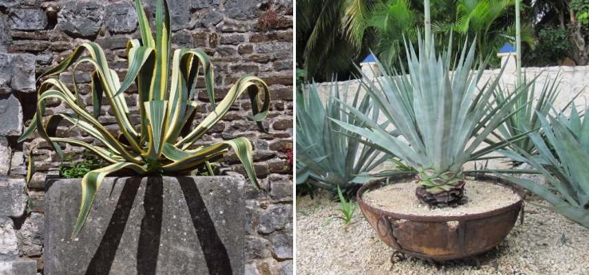 Agave en pot, Agave conteneur, Agave balcon, Agave terrasse