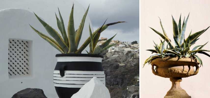 Agave en pot, Agave conteneur, Agave balcon, Agave terrasse