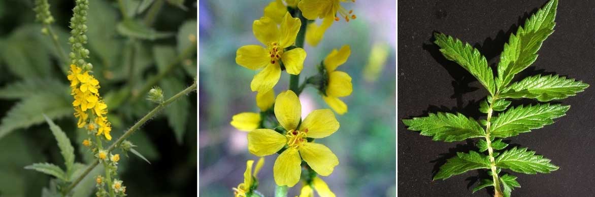 Les fleurs et feuilles de l'aigremoine