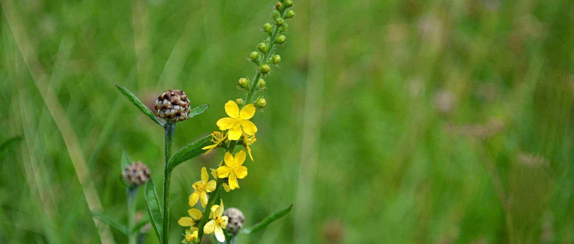 Aigremoine : 5 idées d'associations réussies