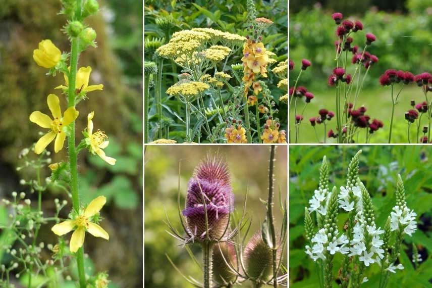 Inspiration pour associer l'aigremoine dans un jardin naturaliste