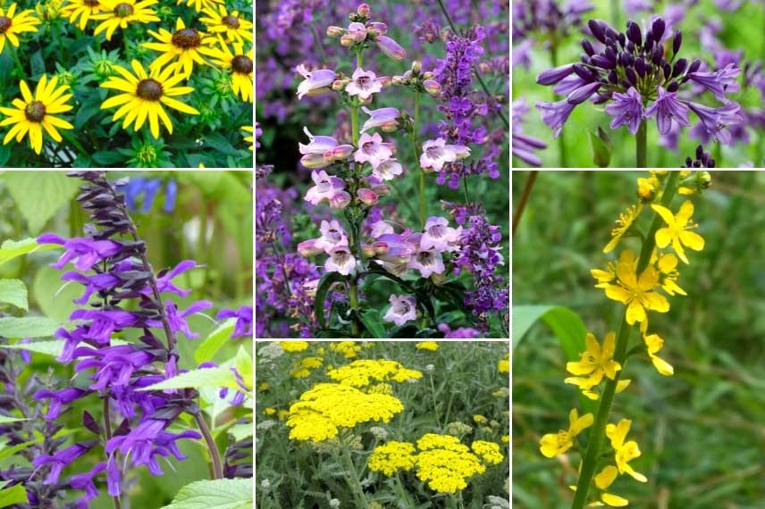 Massif jaune et violet, avec l'aigremoine