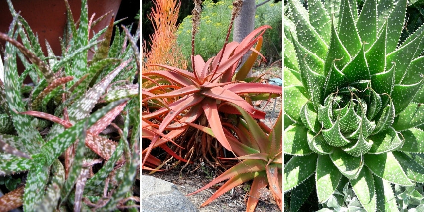 Choisir une Aloé : les variétés au feuillage coloré