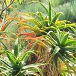 Choisir une Aloe pour son jardin