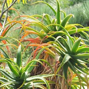 Choisir une Aloe pour son jardin