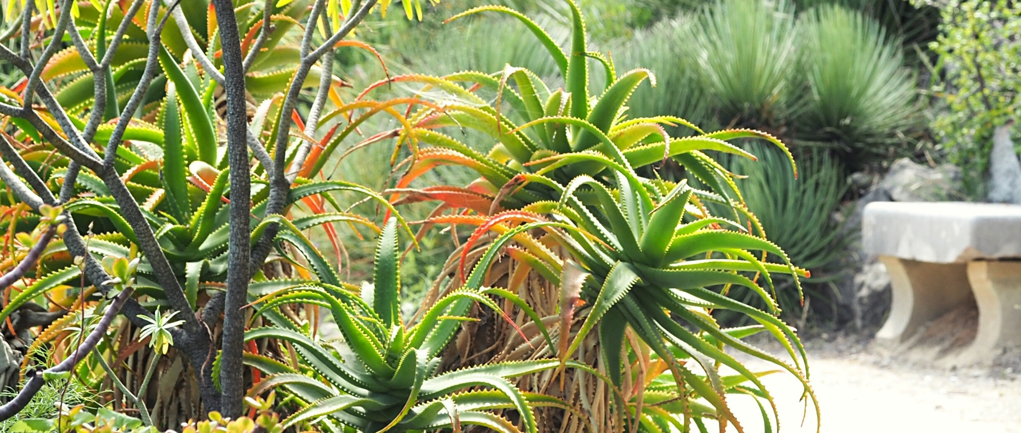 Choisir une Aloe pour son jardin