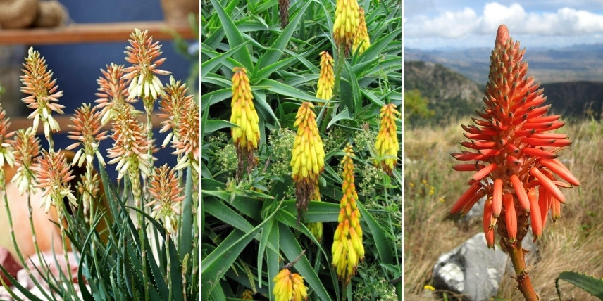 Choisir une Aloé : différentes teintes de fleurs