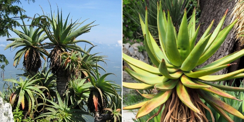 Choisir une Aloé : les grandes variétés