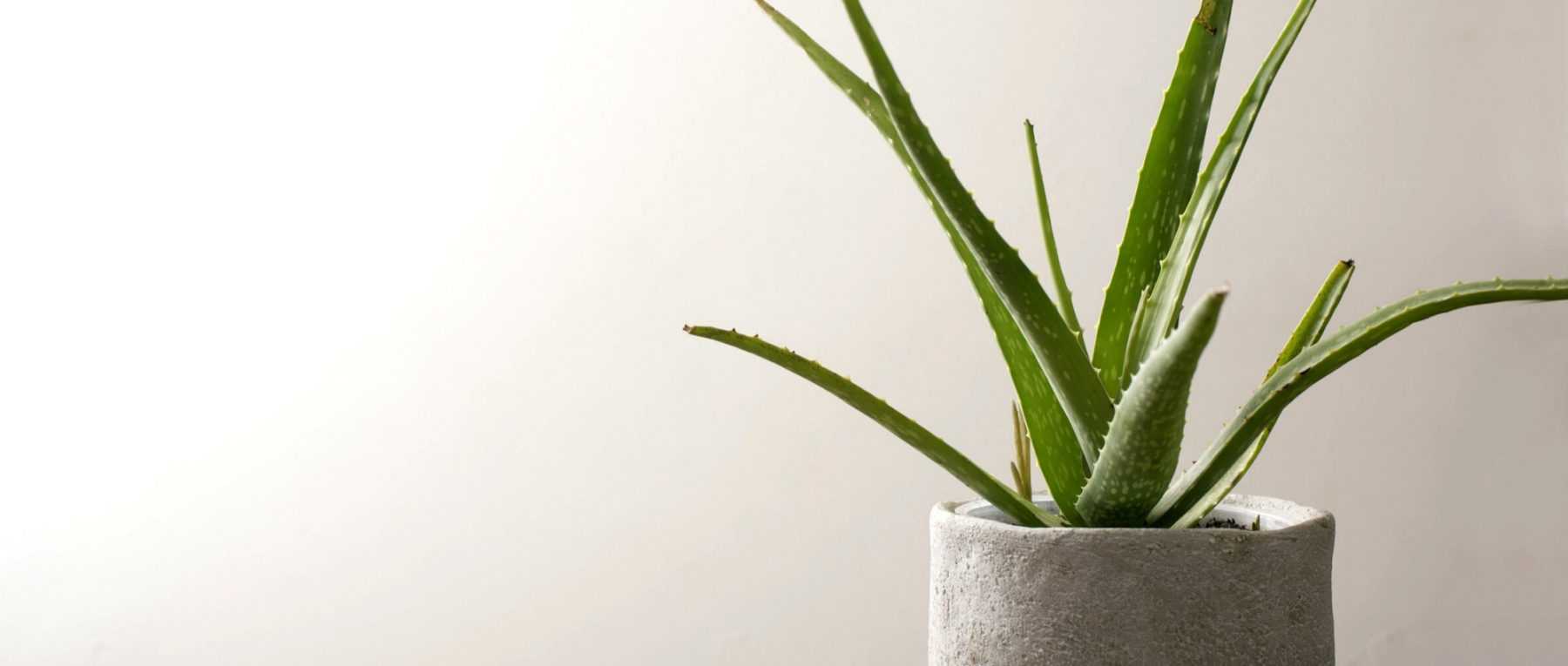 Cultiver un Aloe en pot