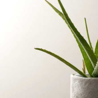 Cultiver un Aloe en pot