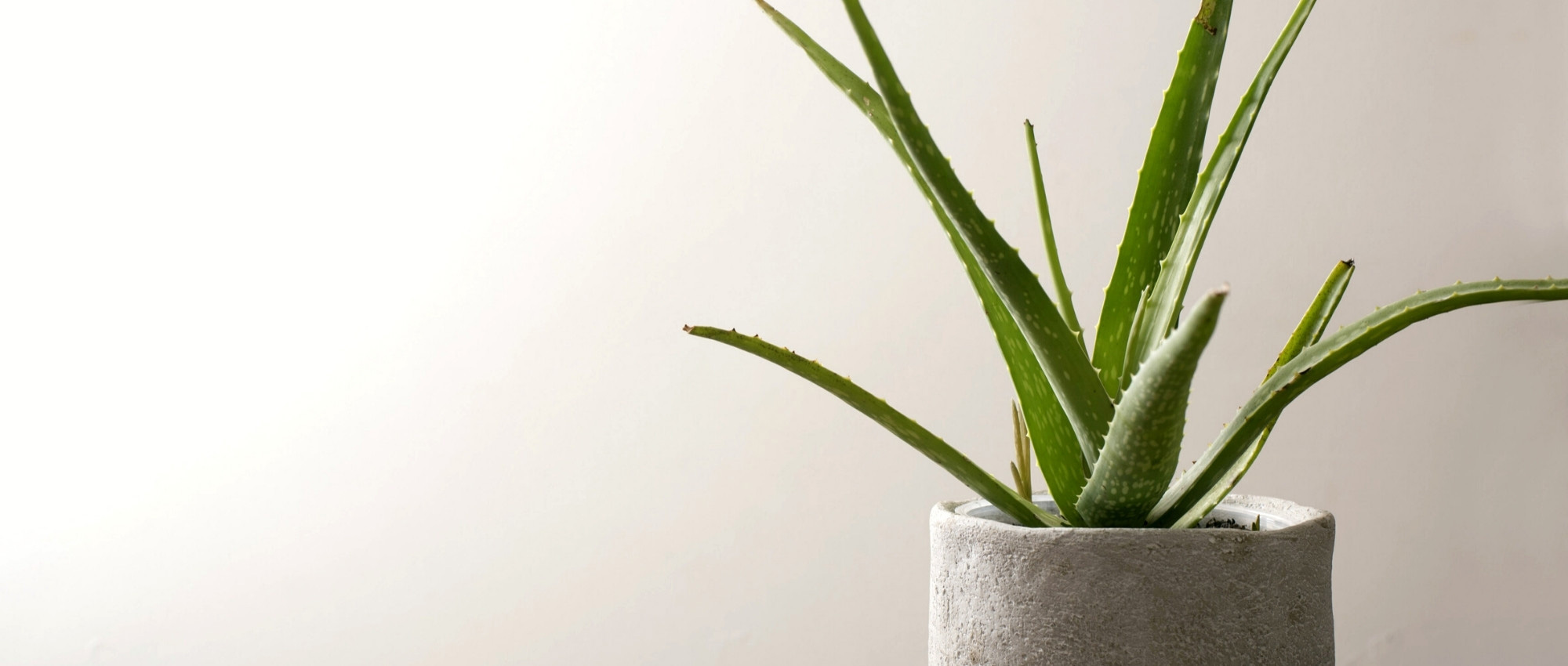 Aloe vera : plante, entretien, culture en pot