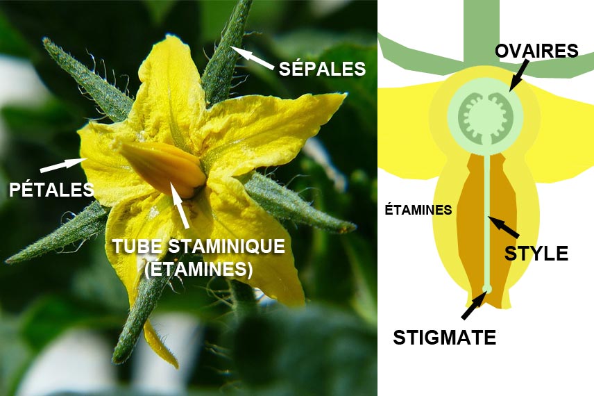 Anatomie de la fleur de tomate