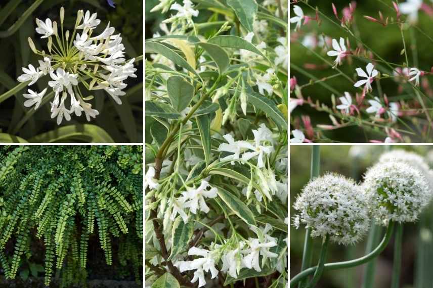 Jasmin Étoilé, pour un jardin magnifiquement fleuri de mai à septembre –  Bleen