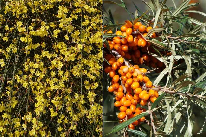 association jasmin d'hiver, association jasminum nudiflorum, avec quoi marier jasmin d'hiver, avec quoi associer le jasmin d'hiver