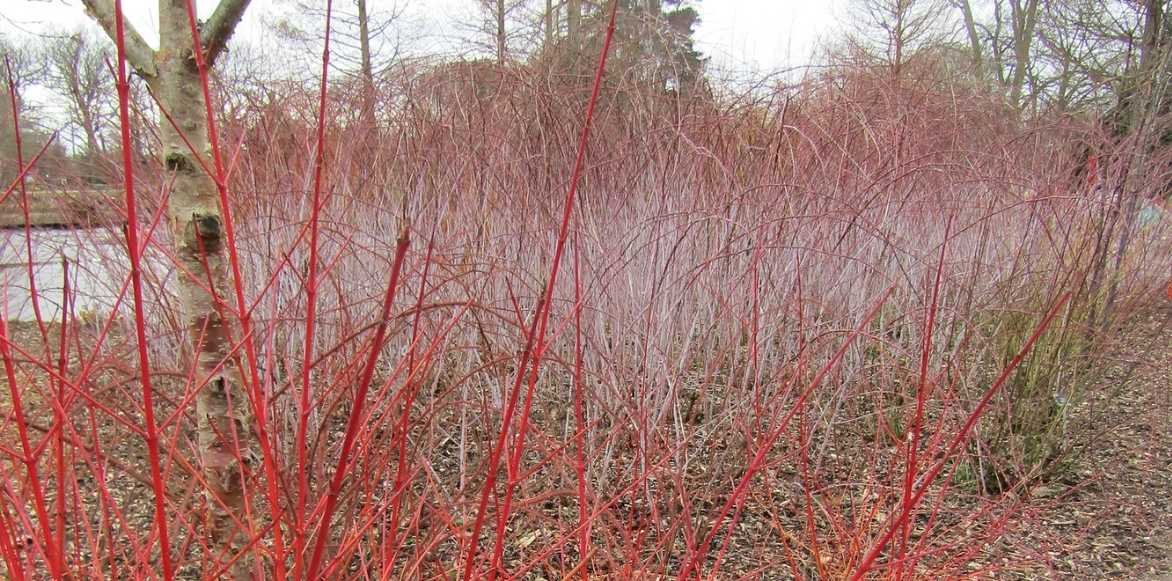 rubus, ronce ornementale, couvre-sol, plante à feuillage