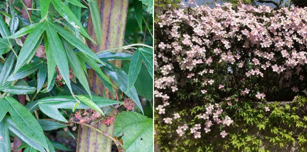 rubus, ronce ornementale