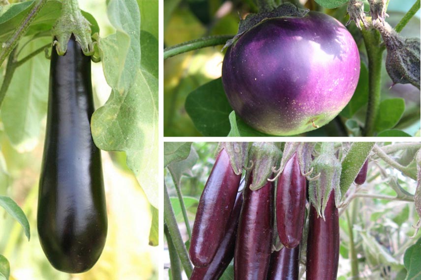 Aubergine de Barbentane, ‘Ronde de Valence’ et ‘Little Fingers’