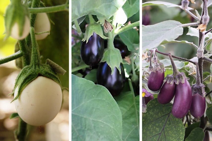 Aubergines ‘Blanche Ronde à Œuf’, ‘Ophelia’ et ‘Pusa Purple Cluster NT’