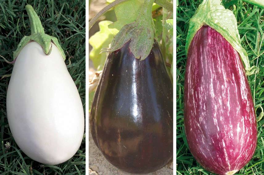 Aubergines ‘Clara’, ‘Black Beauty’, et ‘Rania’.