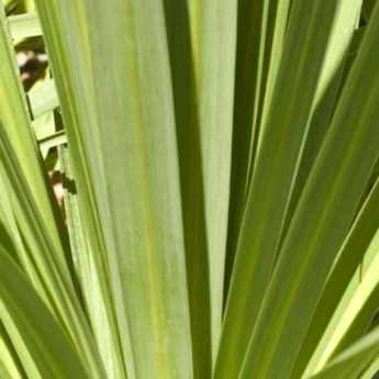 Choisir une cordyline