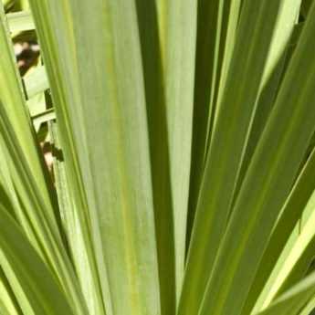 Choisir une cordyline