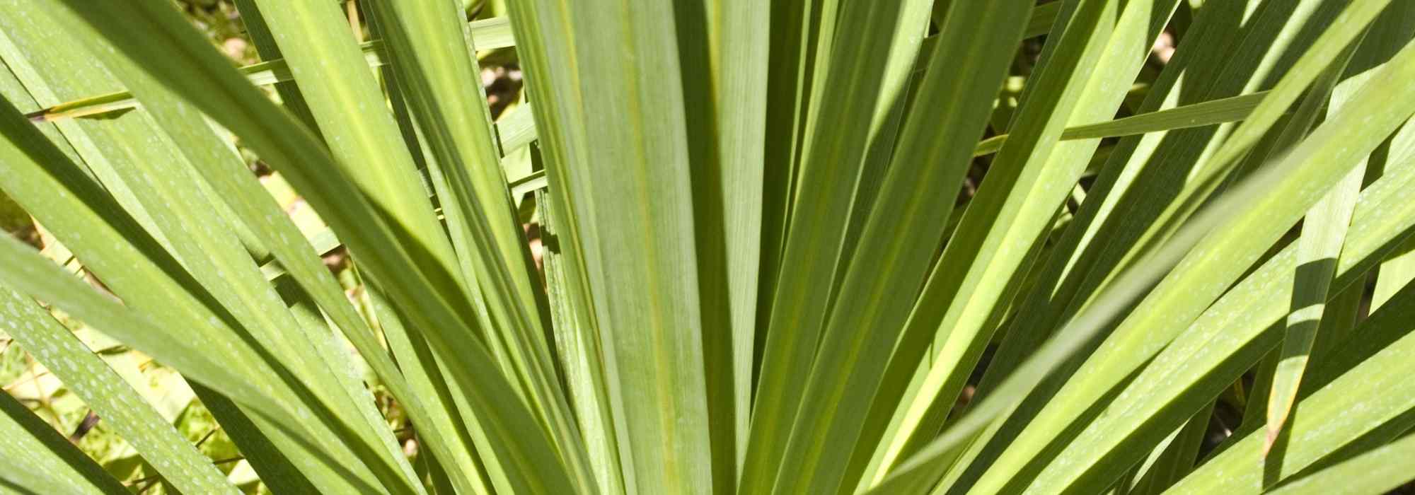 Choisir une cordyline