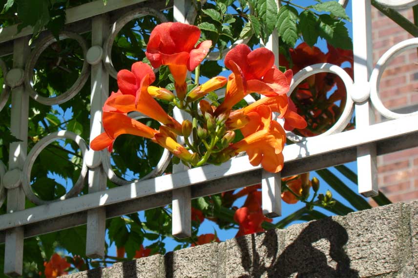 Bignone au balcon