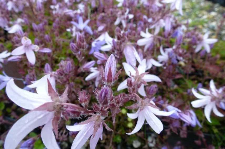 La floraison de la Campanula porscharskyana 'Lisduggan Variety'