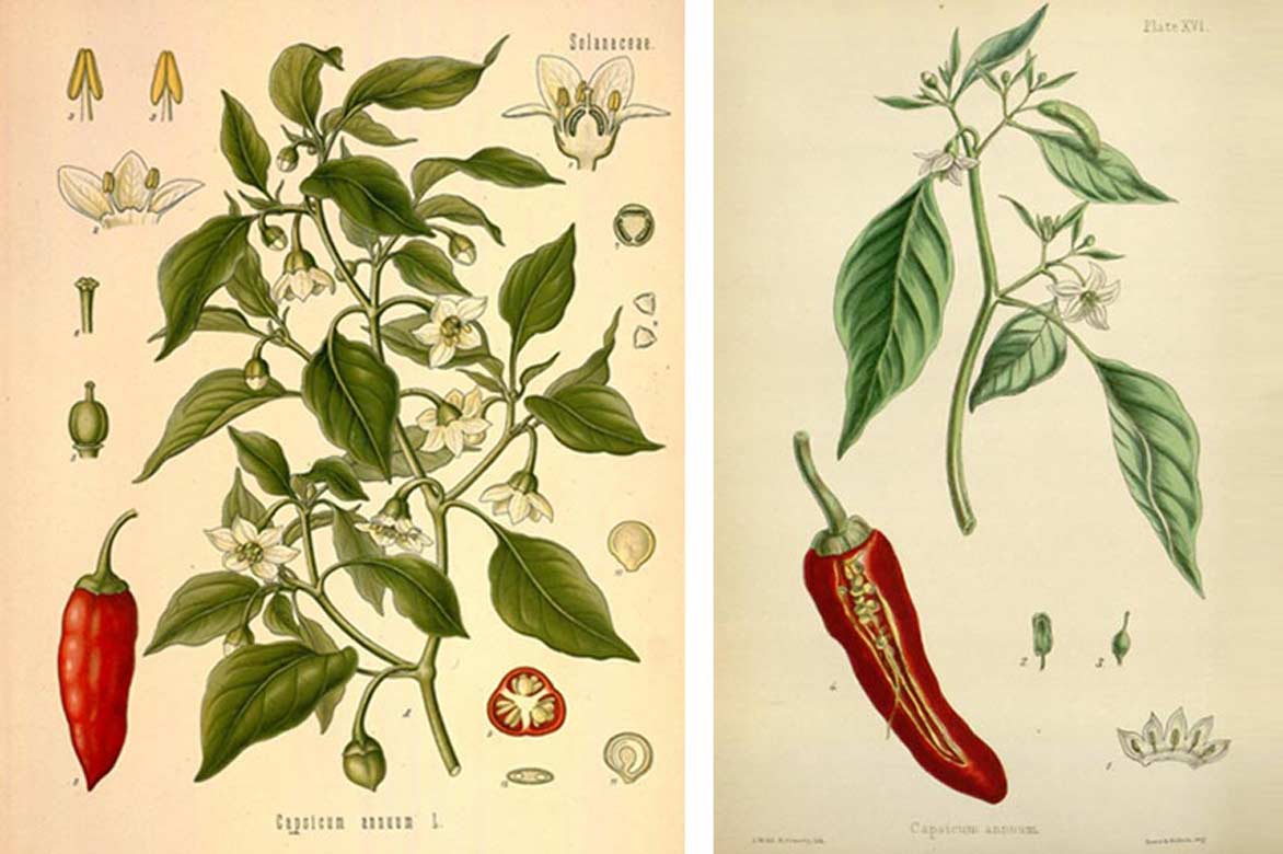 Capsicum annuum