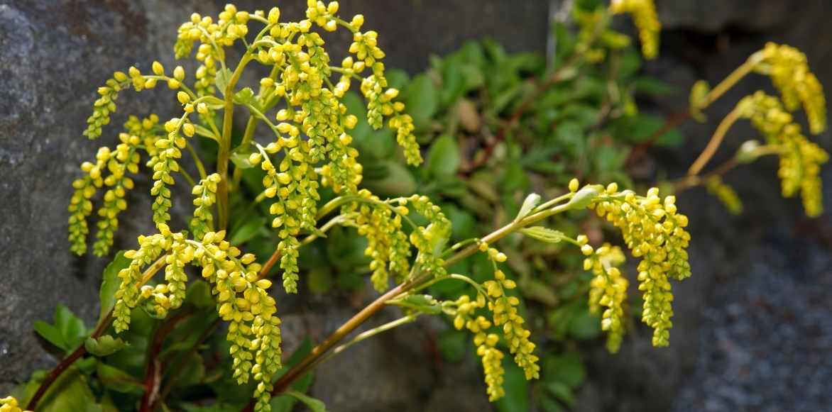 Chiastophyllum, goutte d'or, couvre-sol