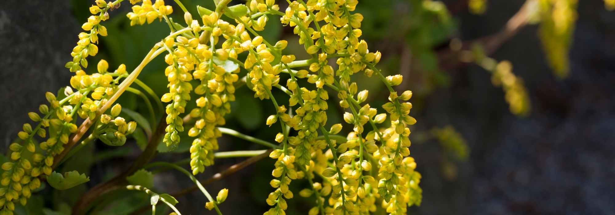 Chiastophyllum ou Goutte d'or : plantation, culture