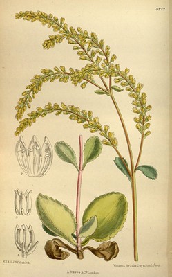 Chiastophyllum, goutte d'or, couvre-sol