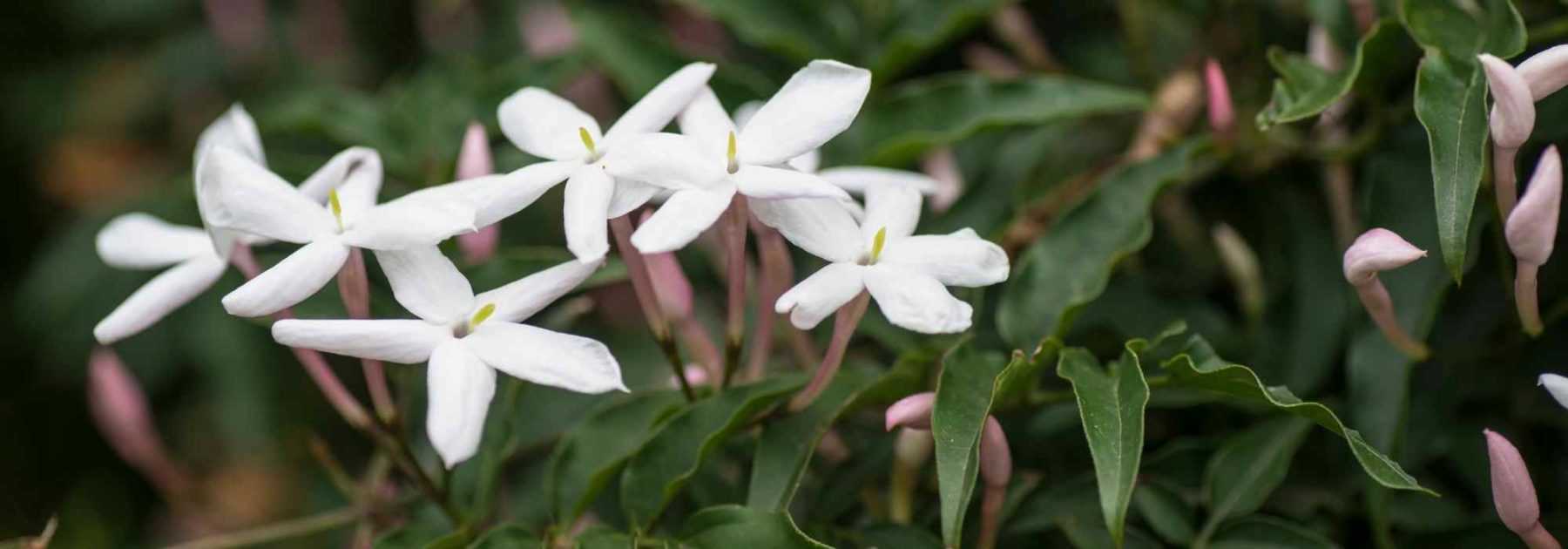 Choisir un Jasmin