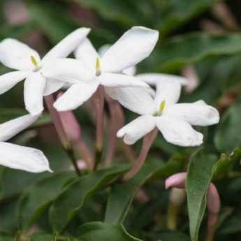 Jasmin étoilé d'Afrique, Jasmin sauvage étoilé, Jasminum multipartitum :  planter, cultiver, multiplier