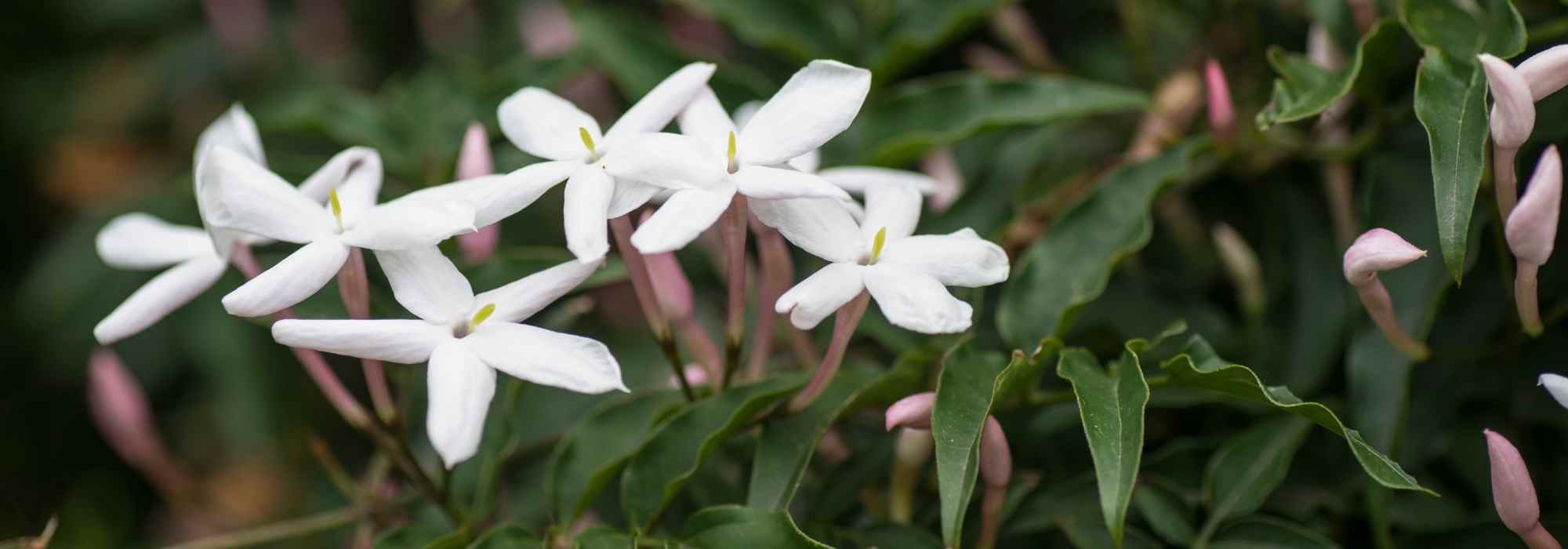 Choisir un Jasmin