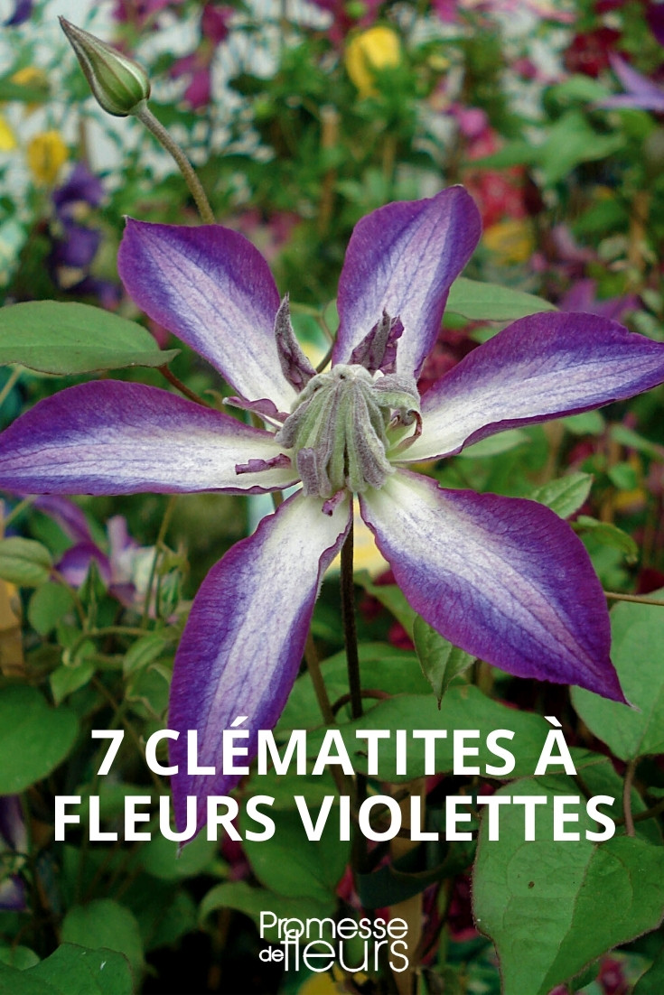 7 clématites viticella violettes à planter au jardin ! - Promesse de Fleurs