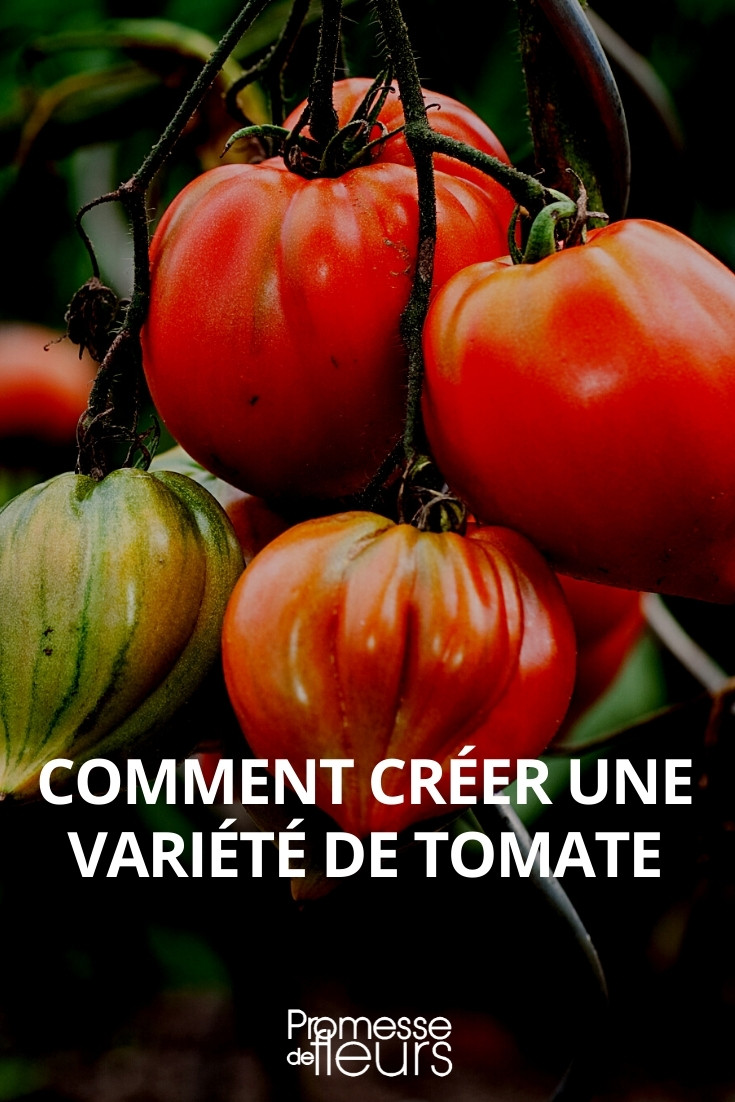 Tomates Anciennes (variétés mélangées)