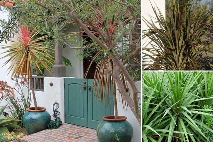 Suivant les variétés, les cordylines prennent différentes tailles et silhouettes