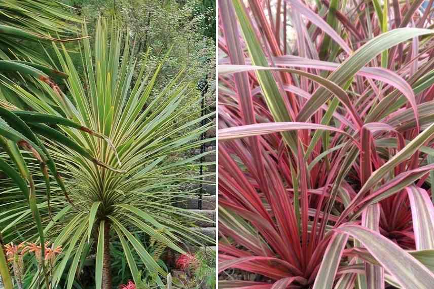 Cordylines au feuillage panaché