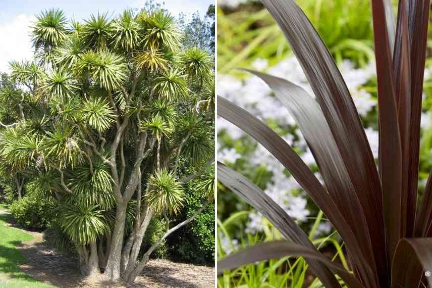 Deux cordylines au feuillage uni : C. australis et la variété 'Superstar'