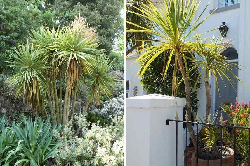 Choisissez votre cordyline en fonction de son utilisation