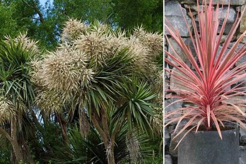 Les Cordylines les plus rustiques