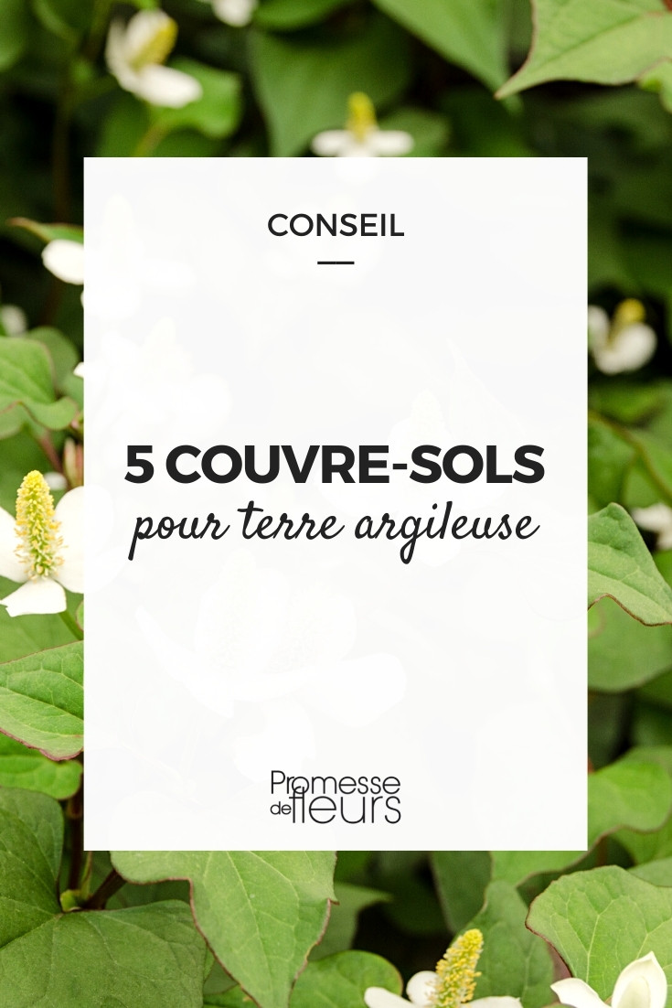 10 couvre-sols persistants qu'il faut avoir dans son jardin ! - Blog  Promesse de fleurs