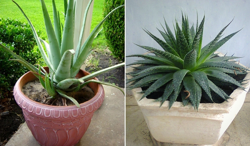 Plantez vos Aloés dans des pots assez grands, si possible en terre cuite