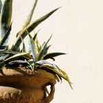 Cultiver un agave en pot