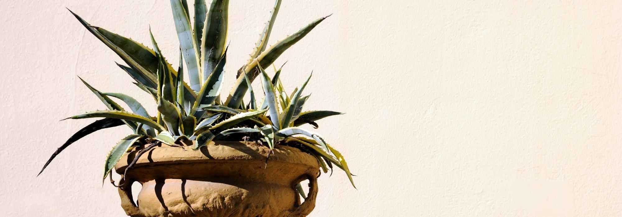 Cultiver un agave en pot