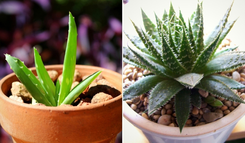 Plantation d'Aloés en pot