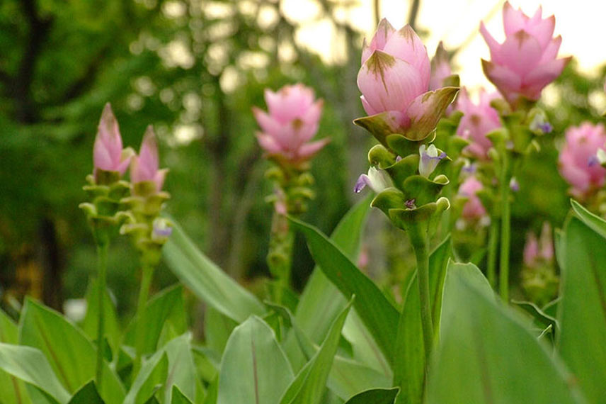 Curcuma alismatifolia © Thanyakij – Wikimedia Commons