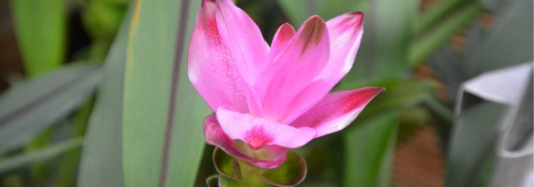 Le curcuma : plantation, récolte, bienfaits